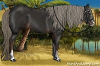 Horse Color:Liver Chestnut Sabino 