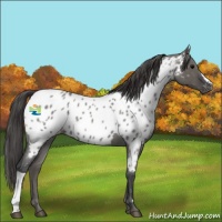 Horse Color:Grullo Roan Near Leopard 