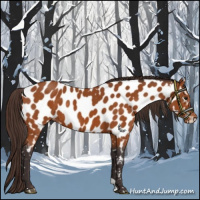 Horse Color:Buckskin Near Leopard Rabicano 