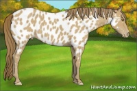Horse Color:Classic Cream Champagne Near Leopard 
