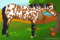 Horse Color:Gray Buckskin Appaloosa
