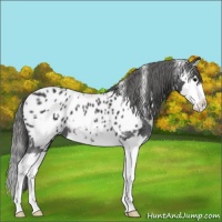 Horse Color:White Spotted Blue Roan Splash Appaloosa 