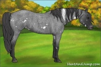 Horse Color:White Spotted Blue Roan Varnish 