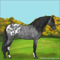 Horse Color:Blue Roan Appaloosa