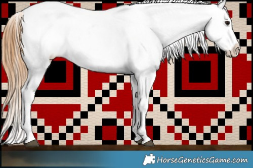 Horse Color:White Spotted Buckskin Appaloosa 