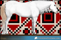 Horse Color:White Spotted Buckskin Near Leopard 