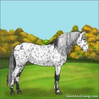 Horse Color:Blue Roan Leopard 