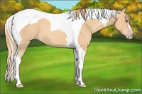 Horse Color:Gold Champagne Tobiano 