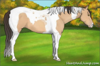 Horse Color:Amber Champagne Tobiano