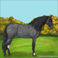 Horse Color:Blue Roan Varnish 