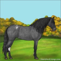 Horse Color:Blue Roan Varnish 