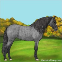 Horse Color:Blue Roan Varnish