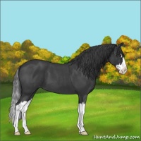 Horse Color:Blue Roan Splash Varnish 