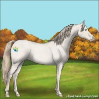 Horse Color:Smoky Creme Roan Dun 