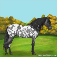 Horse Color:Blue Roan Near Leopard 