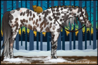 Horse Color:Buckskin Tobiano Appaloosa 