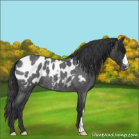 Horse Color:Blue Roan Appaloosa 