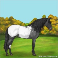 Horse Color:Blue Roan Snowcap 