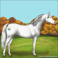 Horse Color:Palomino Appaloosa  and Palomino Appaloosa 