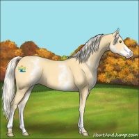 Horse Color:White Spotted Gold Cream Champagne 