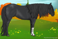Horse Color:Black 