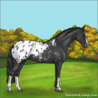 Horse Color:Blue Roan Appaloosa 