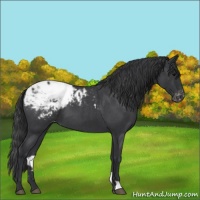 Horse Color:Blue Roan Appaloosa 