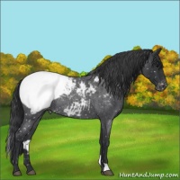 Horse Color:Blue Roan Appaloosa