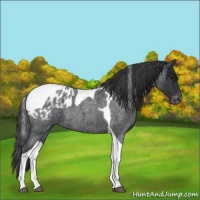 Horse Color:Blue Roan Tobiano Appaloosa