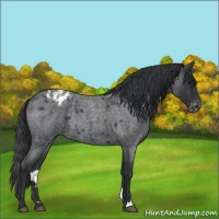 Horse Color:Blue Roan Appaloosa Rabicano 