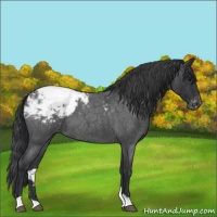 Horse Color:Blue Roan Snowcap 