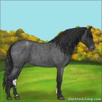 Horse Color:Blue Roan Varnish 