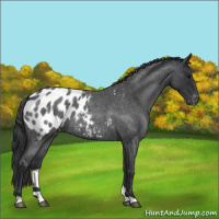 Horse Color:Blue Roan Appaloosa 