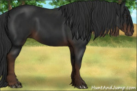 Horse Color:Liver Chestnut Sabino 