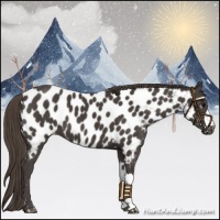 Horse Color:Smoky Black Appaloosa 