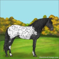 Horse Color:Blue Roan Near Leopard 