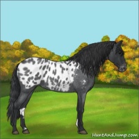Horse Color:Blue Roan Near Leopard