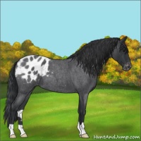 Horse Color:Blue Roan Appaloosa 