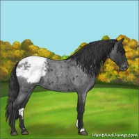 Horse Color:Blue Roan Snowcap 