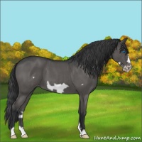Horse Color:Blue Roan Frame Appaloosa 