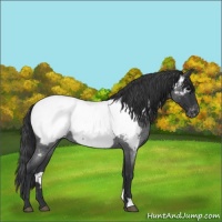 Horse Color:Blue Roan Snowcap 