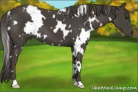 Horse Color:White Spotted Smoky Black