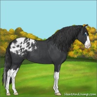 Horse Color:Blue Roan Splash Appaloosa 