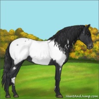 Horse Color:Blue Roan Appaloosa 