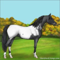 Horse Color:Blue Roan Snowcap 