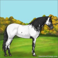 Horse Color:Blue Roan Appaloosa Rabicano 