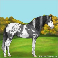 Horse Color:White Spotted Blue Roan Splash Frame Appaloosa 