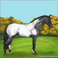 Horse Color:Blue Roan Snowcap 