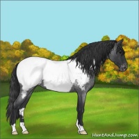 Horse Color:Blue Roan Snowcap 