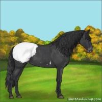 Horse Color:Blue Roan Snowcap 